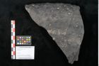 Foto (Objekt + Etikett) von Stigmaria sp.  (NHMW-GEO-2024-0188-11249)